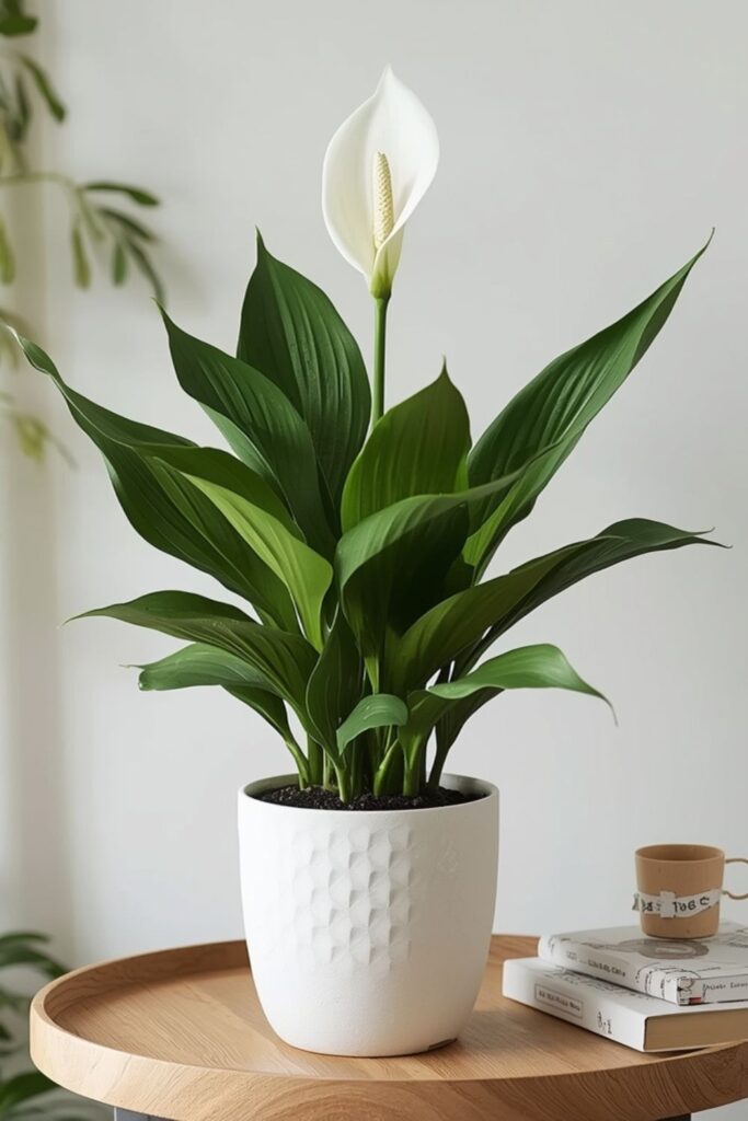 Peace Lily For Soft Green Beauty