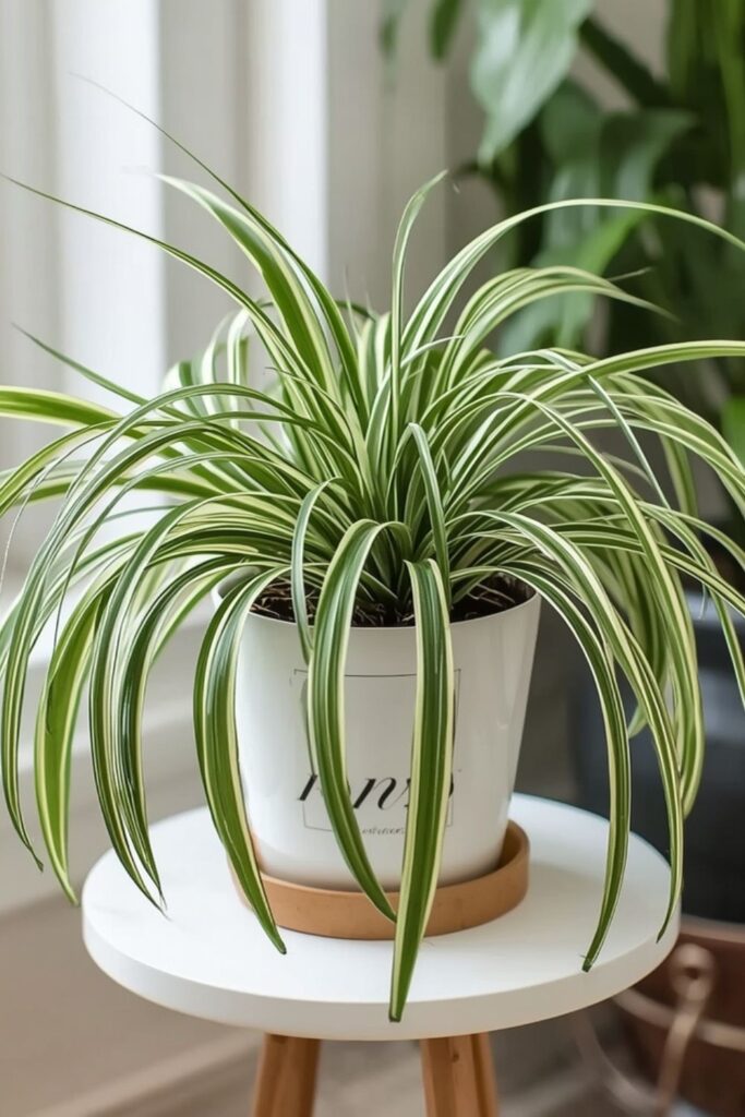 Spider Plant For Fresh Movement