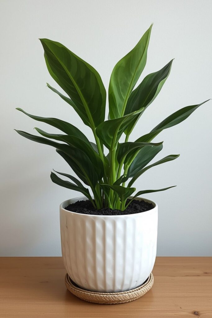  ZZ Plant For Effortless Green Energy