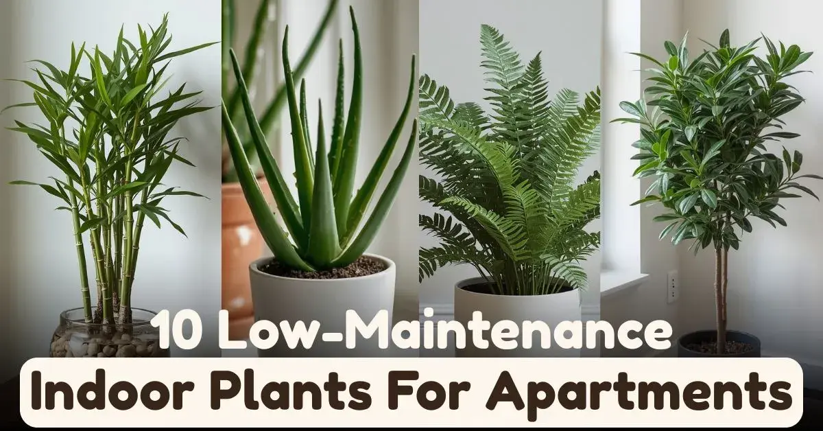Low-Maintenance Indoor Plants